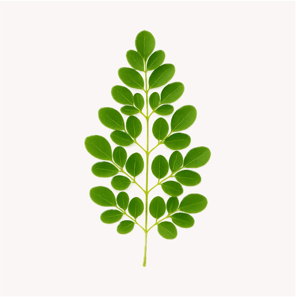 Extracto de Moringa (Moringa oleifera)