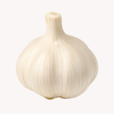 Extracto de Ajo (Allium sativum)