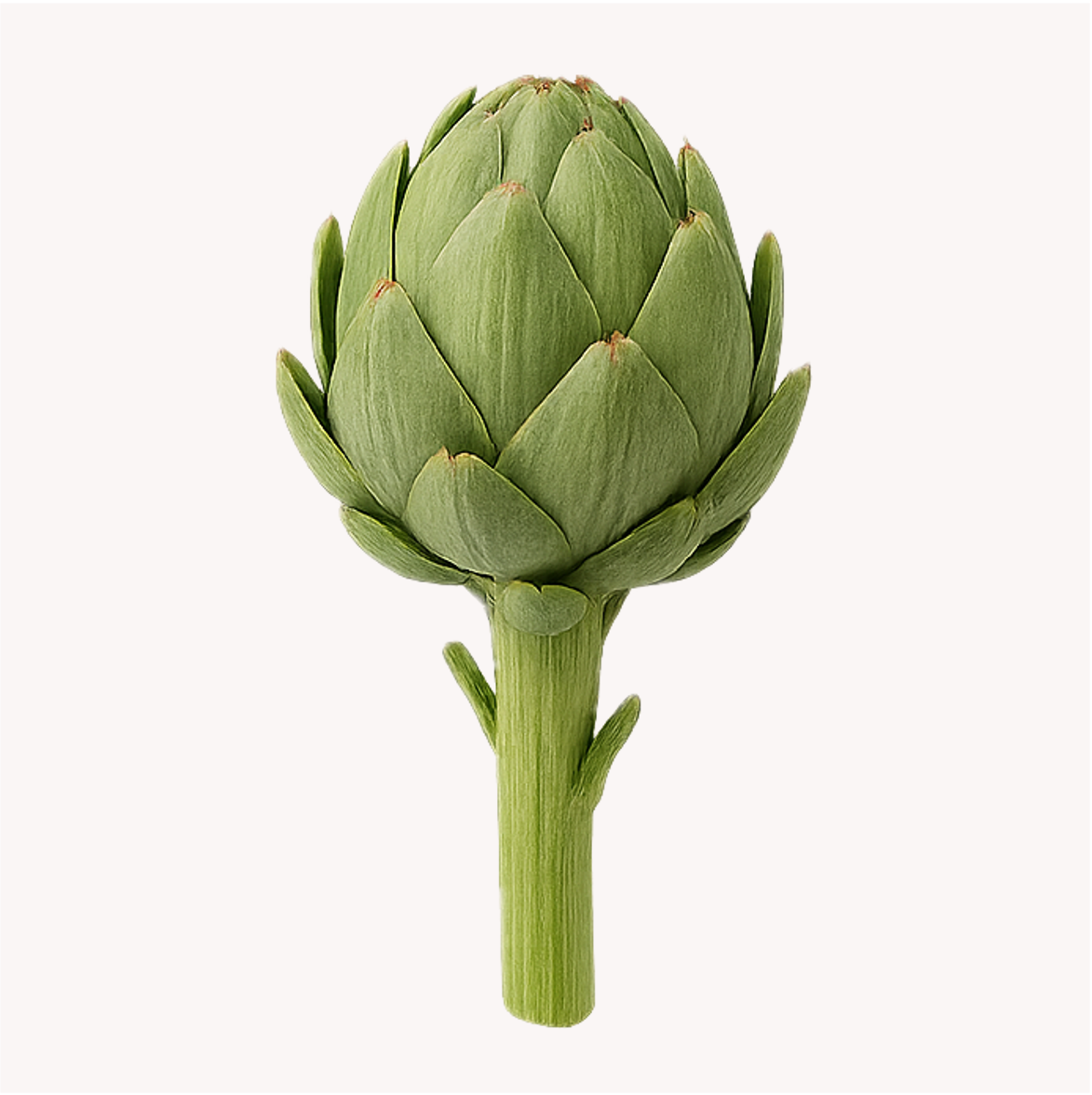 Extracto de Alcachofa (Cynara scolymus)