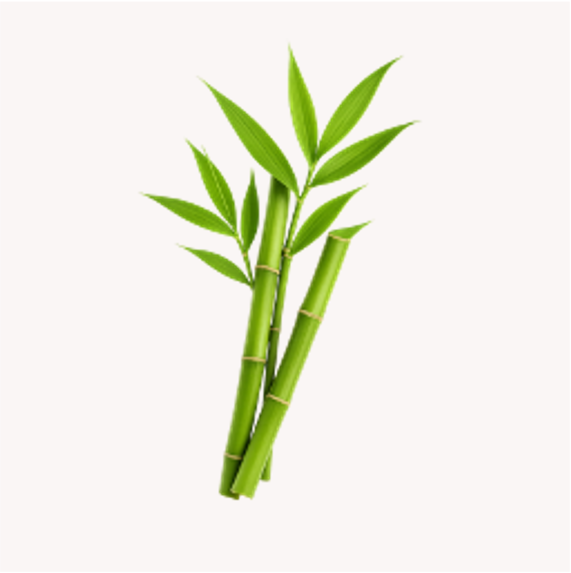 Extracto de Bambú (Bambusa vulgaris)