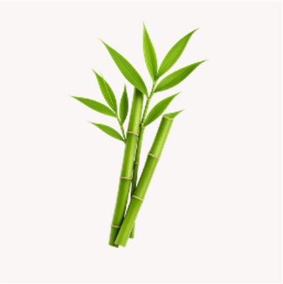 Extracto de Bambú (Bambusa vulgaris)