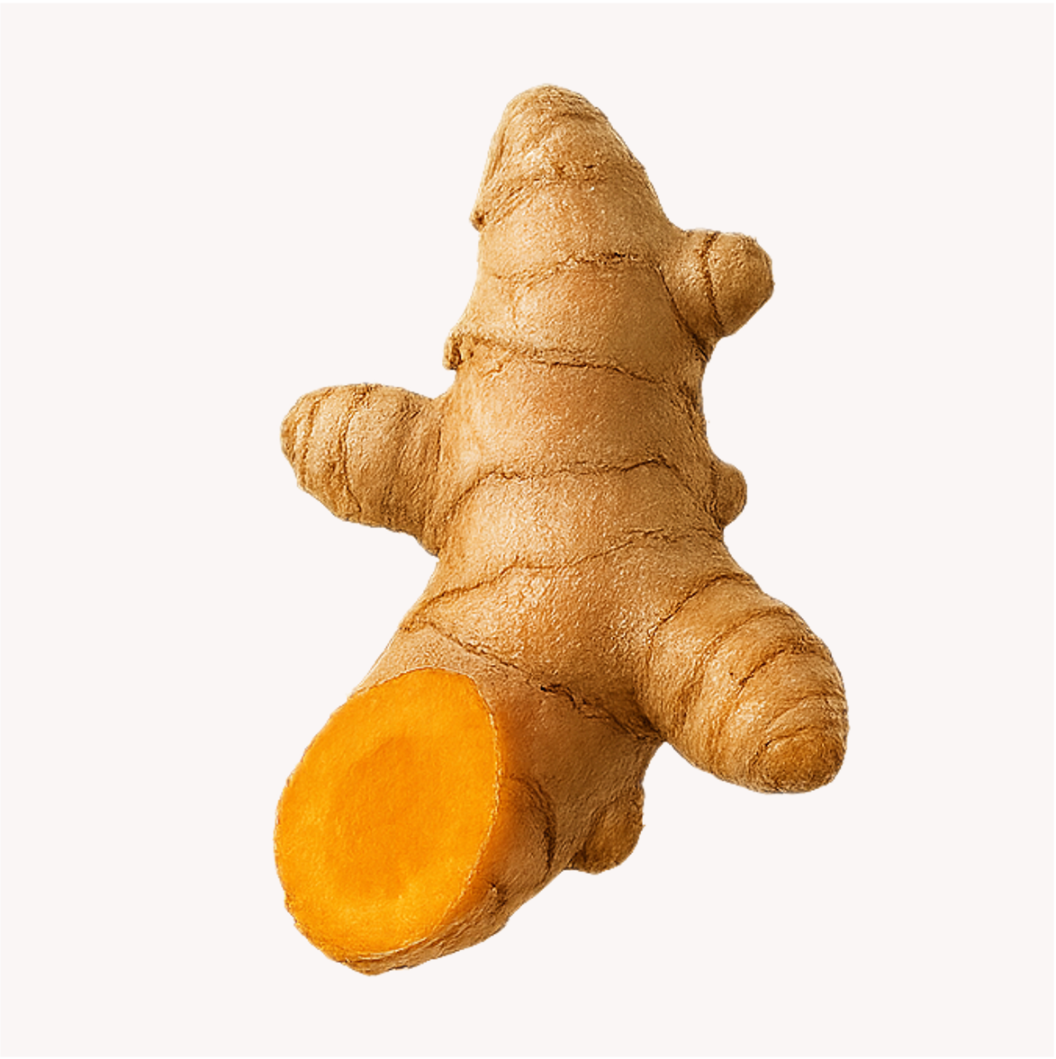 Extracto de Cúrcuma (Curcuma longa)