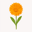 Extracto de Caléndula (Calendula officinalis)