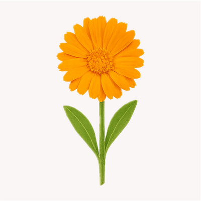 Extracto de Caléndula (Calendula officinalis)