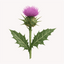 Extracto de Cardo Mariano (Silybum marianum)