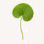 Extracto de Centella Asiática (Gotu Kola)