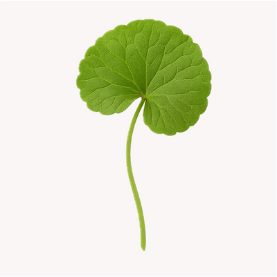 Extracto de Centella Asiática (Gotu Kola)