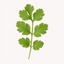 Extracto de Cilantro (Coriandrum sativum)