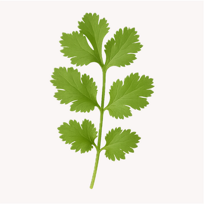 Extracto de Cilantro (Coriandrum sativum)
