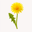 Extracto de Diente de León (Taraxacum officinale)