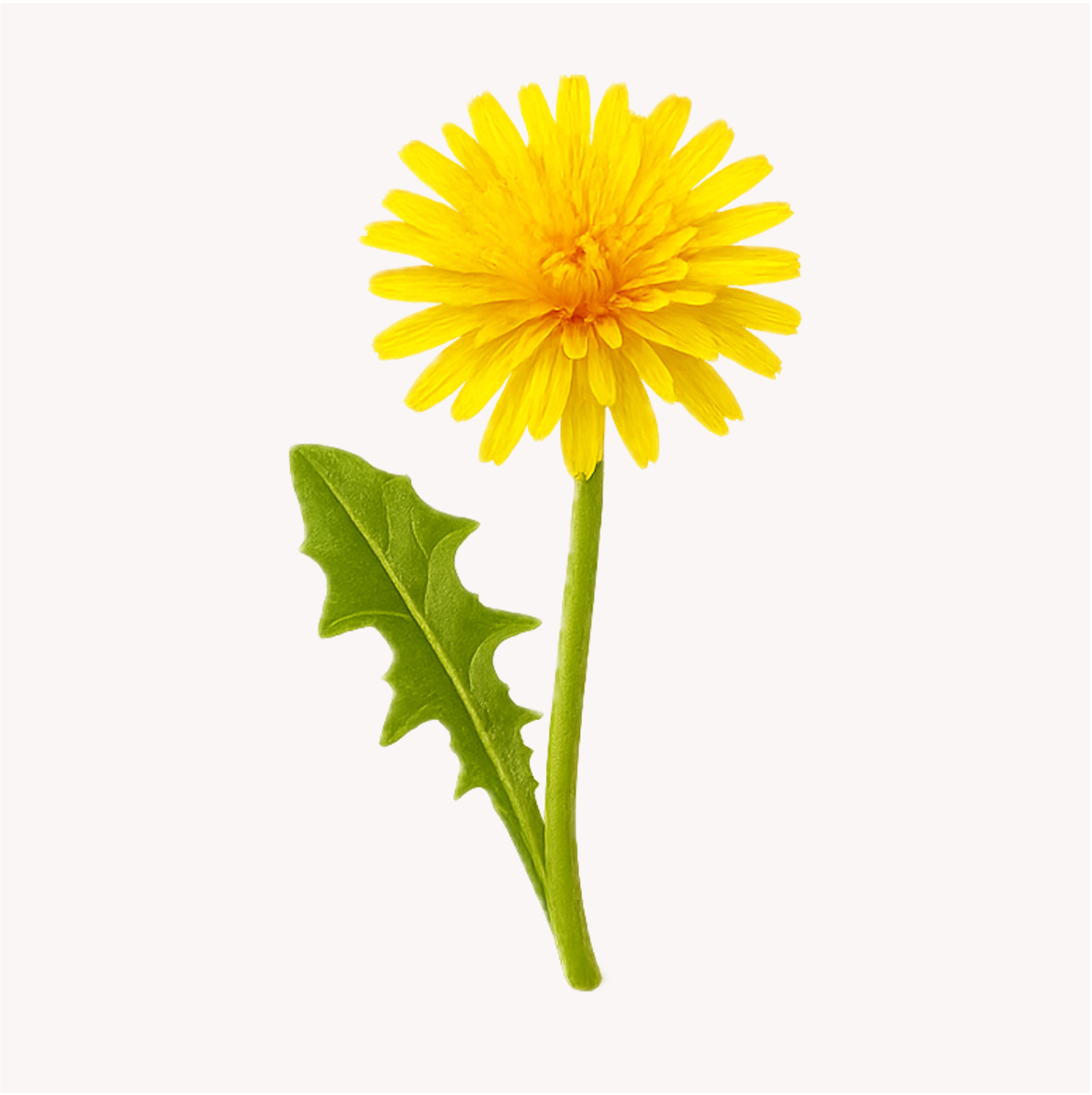 Extracto de Diente de León (Taraxacum officinale)