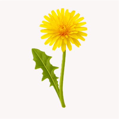 Extracto de Diente de León (Taraxacum officinale)