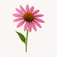 Extracto de Equinácea (Echinacea purpurea)