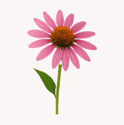 Extracto de Equinácea (Echinacea purpurea)
