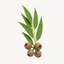 Extracto de Eucalipto (Eucalyptus globulus)