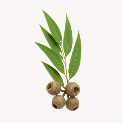 Extracto de Eucalipto (Eucalyptus globulus)