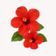 Extracto de Hibisco (Hibiscus sabdariffa)