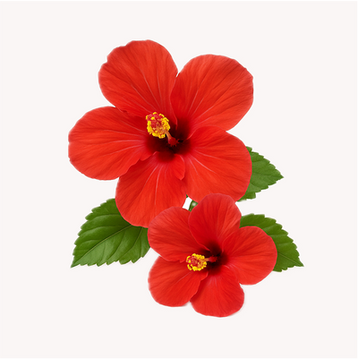 Extracto de Hibisco (Hibiscus sabdariffa)