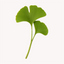 Extracto de Ginkgo biloba (Ginkgo biloba)