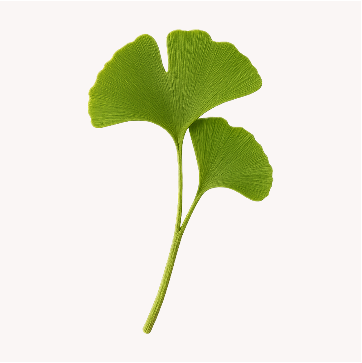 Extracto de Ginkgo biloba (Ginkgo biloba)