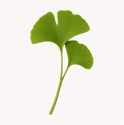 Extracto de Ginkgo biloba (Ginkgo biloba)