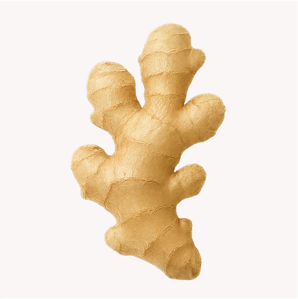 Extracto de Jengibre (Zingiber officinale)