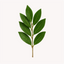 Extracto de Laurel (Laurus nobilis)