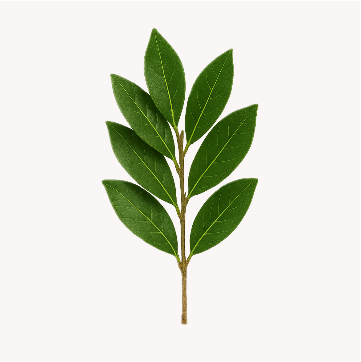 Extracto de Laurel (Laurus nobilis)