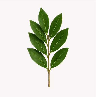 Extracto de Laurel (Laurus nobilis)