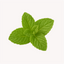 Extracto de Menta (Mentha piperita)