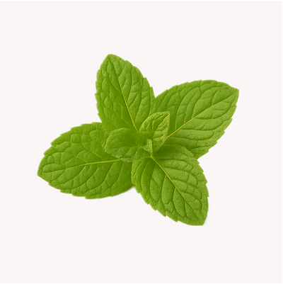 Extracto de Menta (Mentha piperita)