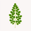 Extracto de Moringa (Moringa oleifera)