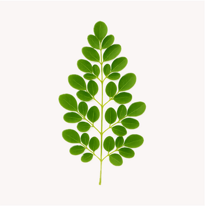 Extracto de Moringa (Moringa oleifera)