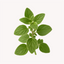 Extracto de Orégano (Origanum vulgare)
