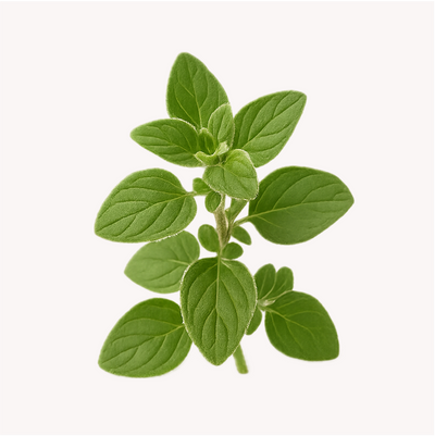 Extracto de Orégano (Origanum vulgare)