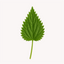 Extracto de Ortiga (Urtica dioica)