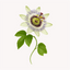 Extracto de Passiflora (Passiflora incarnata)