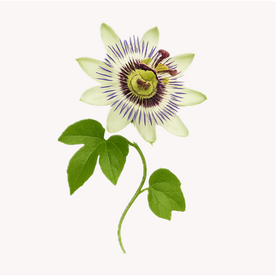 Extracto de Passiflora (Passiflora incarnata)