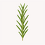 Extracto de Romero (Rosmarinus officinalis)