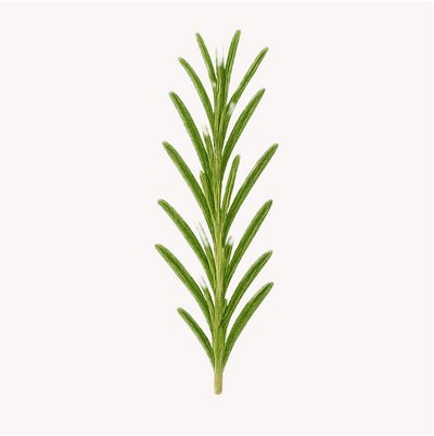 Extracto de Romero (Rosmarinus officinalis)