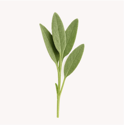 Extracto de Salvia (Salvia officinalis)