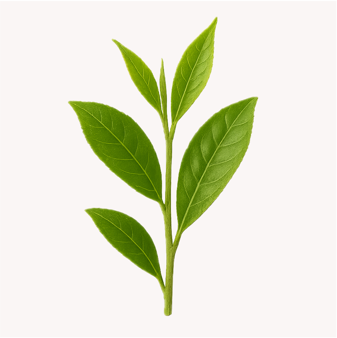 Extracto de Té Verde (Camellia sinensis)