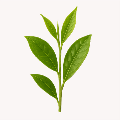 Extracto de Té Verde (Camellia sinensis)